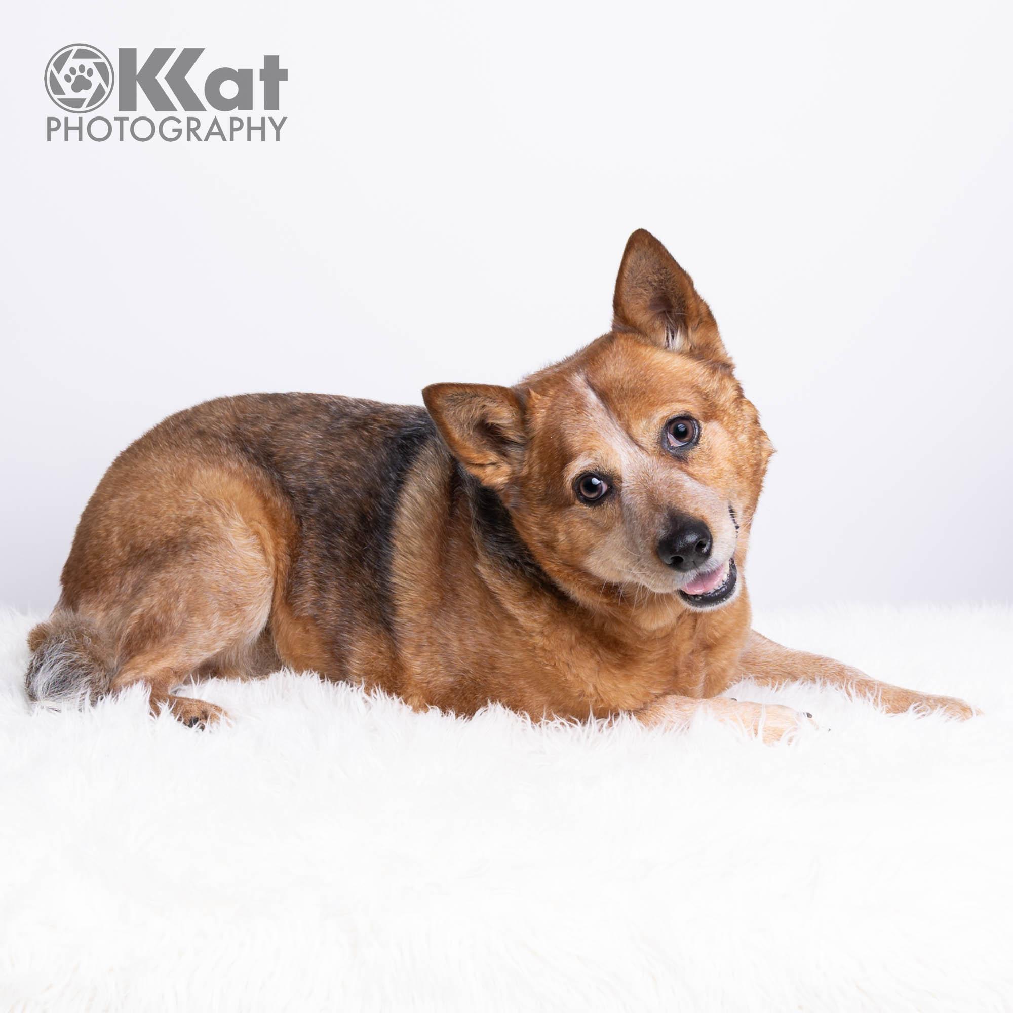 Enlarge Rosa, a Adoptable Australian Cattle Dog / Blue Heeler in Oklahoma City, OK image 3/6