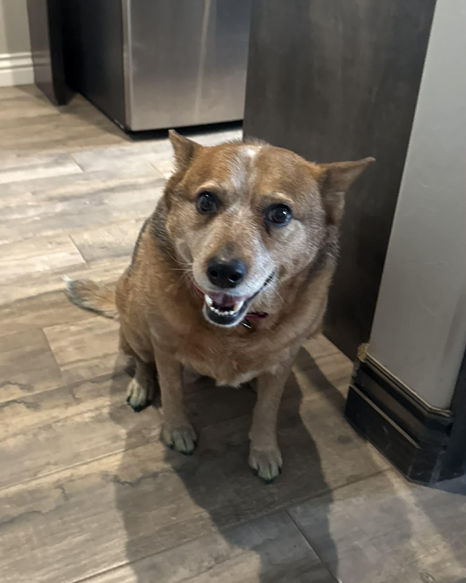 Enlarge Rosa, a Adoptable Australian Cattle Dog / Blue Heeler in Oklahoma City, OK image 2/4