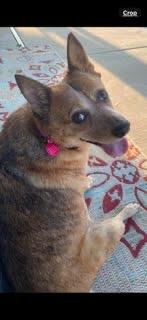 Rosa, Adoptable, Adult Female Australian Cattle Dog / Blue Heeler.