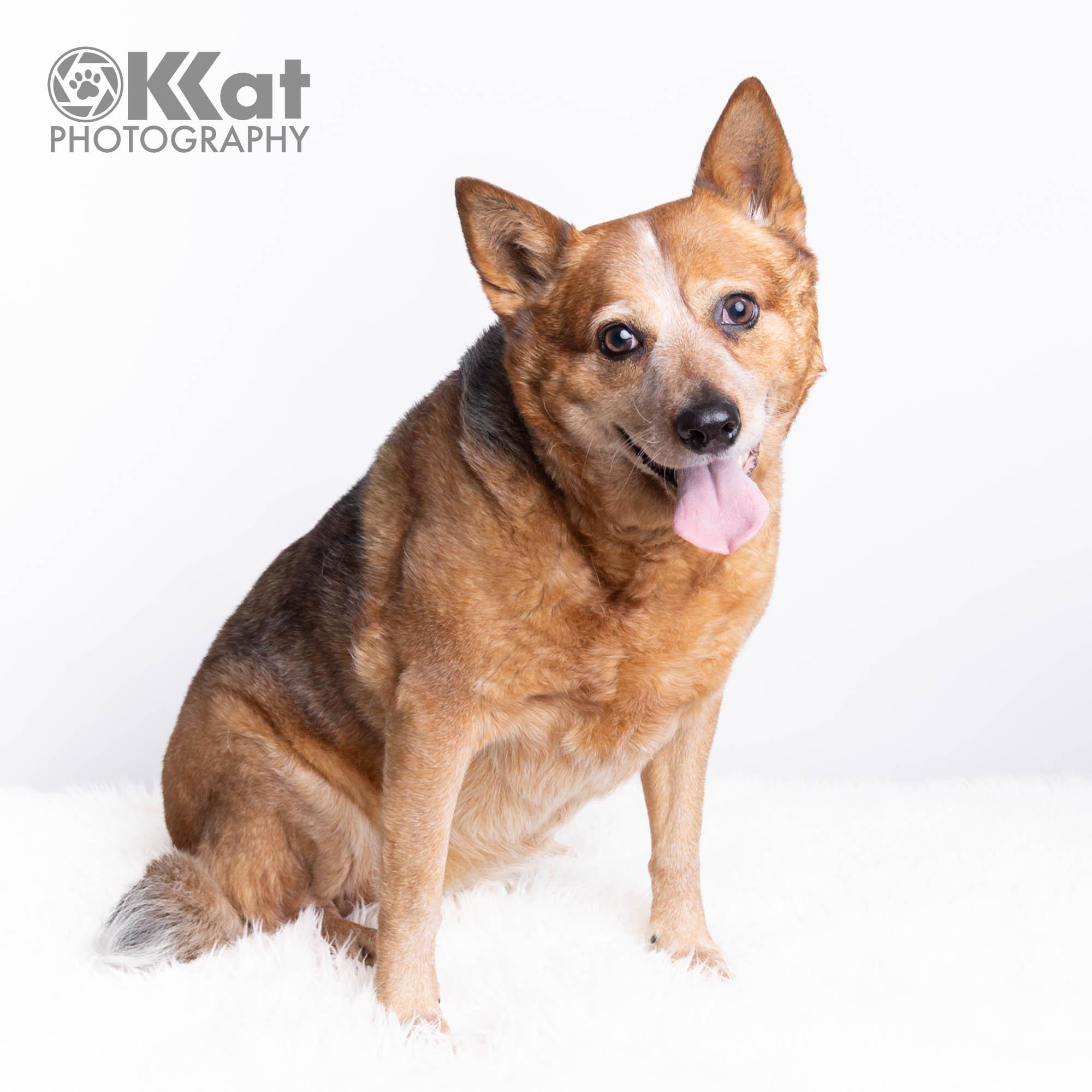Enlarge Rosa, a Adoptable Australian Cattle Dog / Blue Heeler in Oklahoma City, OK image 2/6