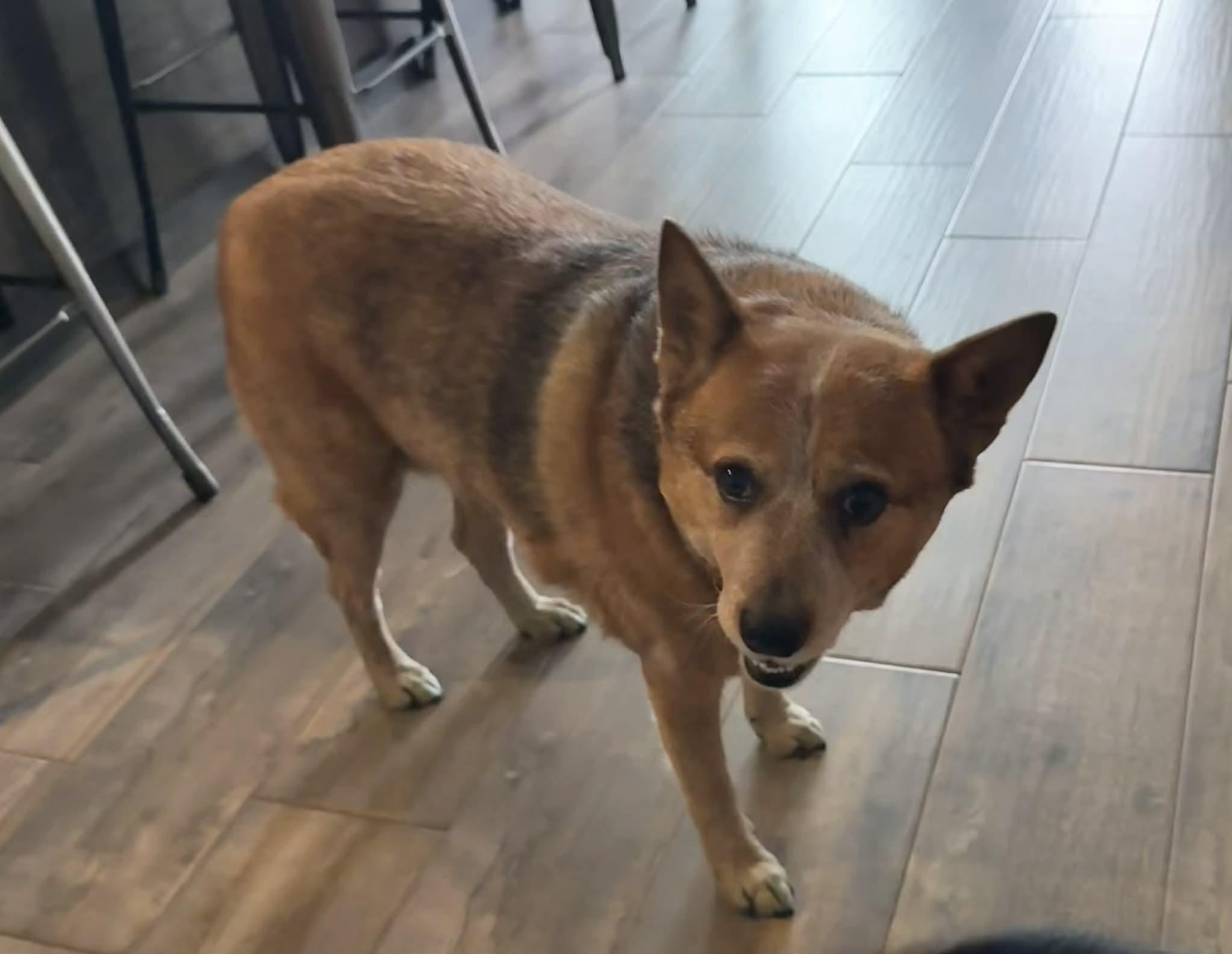 Enlarge Rosa, a Adoptable Australian Cattle Dog / Blue Heeler in Oklahoma City, OK image 3/4