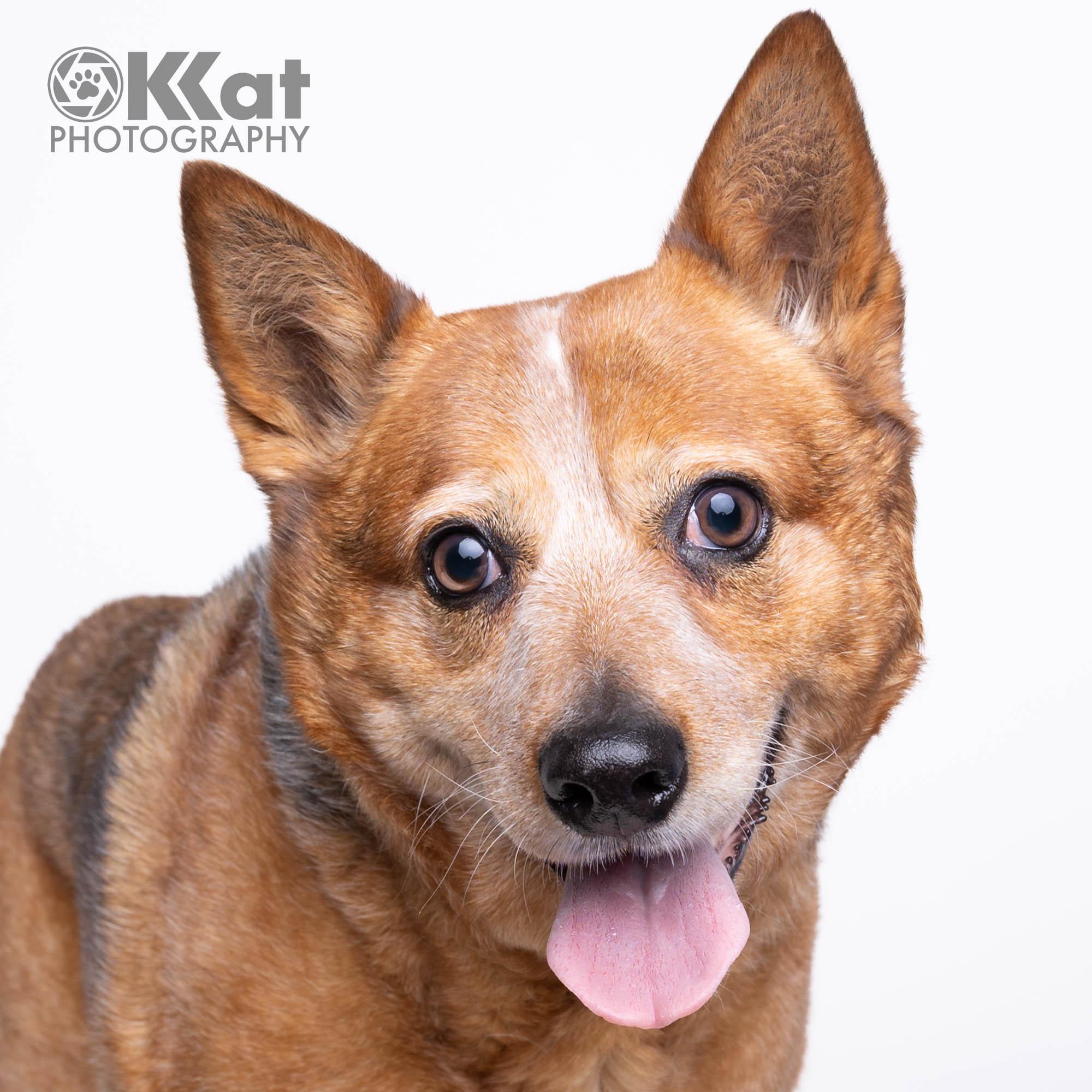 Enlarge Rosa, a Adoptable Australian Cattle Dog / Blue Heeler in Oklahoma City, OK image 1/6