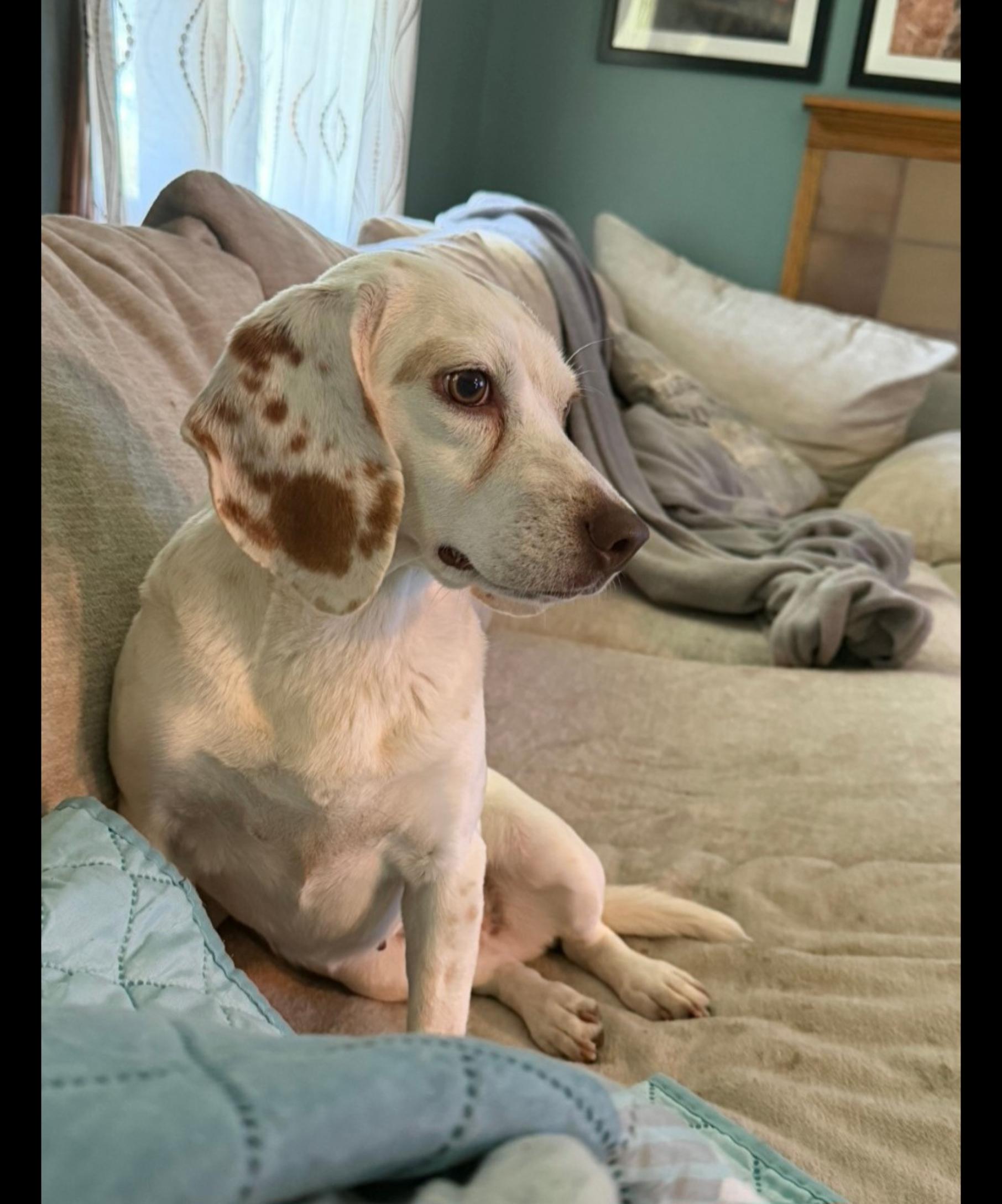 MADDIE, an adopted Beagle in Jackson, TN image 4/5