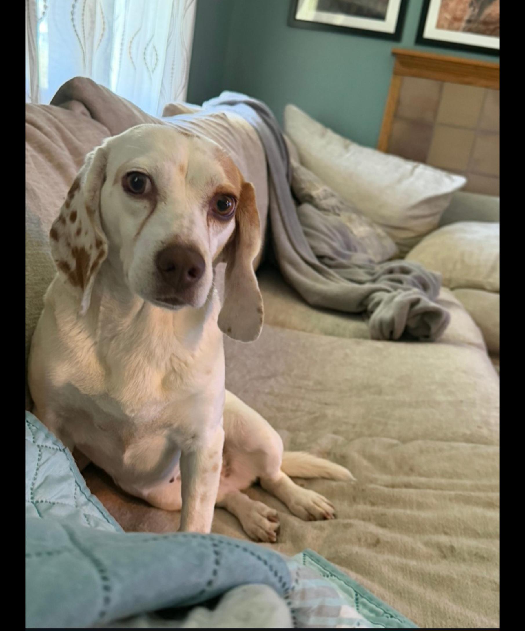 MADDIE, an adopted Beagle in Jackson, TN image 3/5