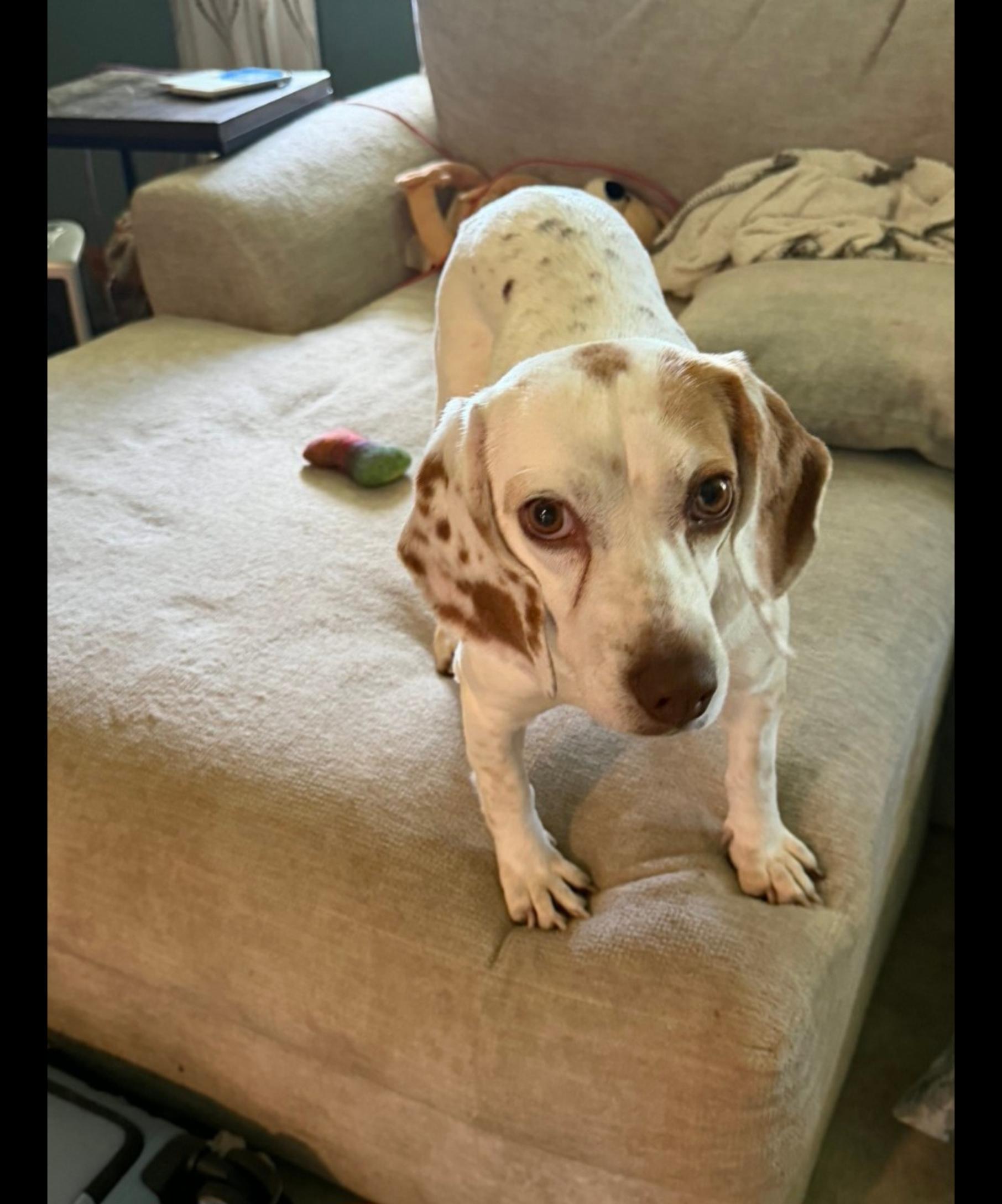 MADDIE, adopted, Adult Female Beagle.