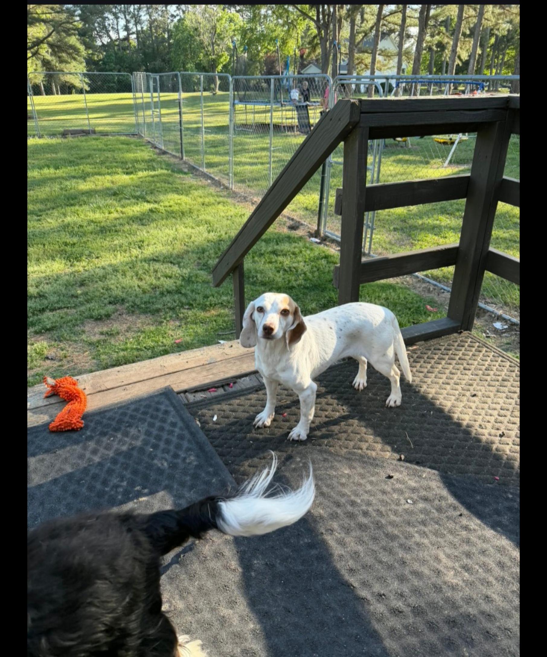 MADDIE, an adopted Beagle in Jackson, TN image 5/5