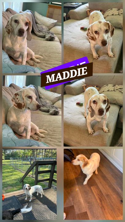 Enlarge MADDIE, an adopted Beagle in Jackson, TN video 1/5