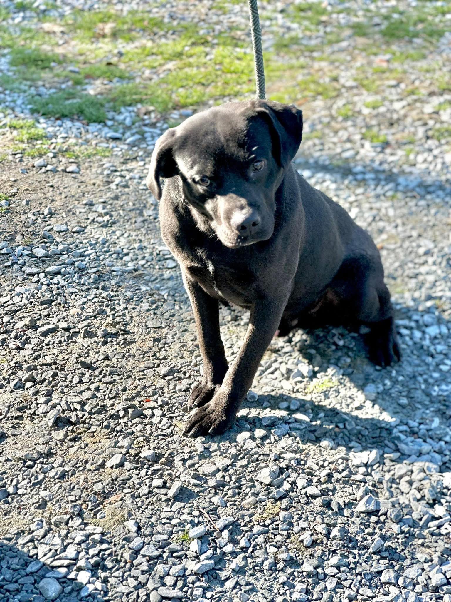 Duke, ADOPTABLE, Adult Male Mixed Breed.