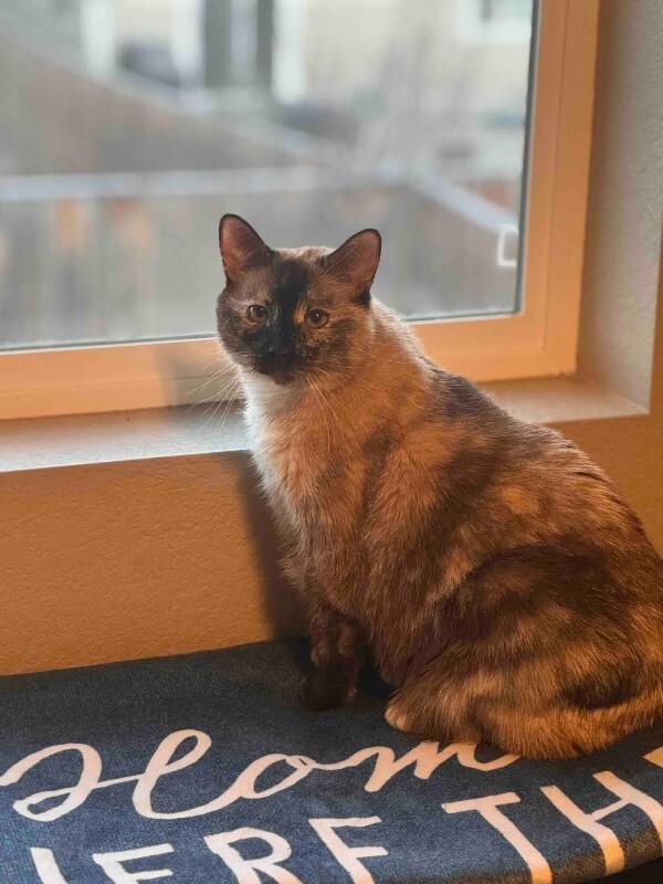 Enlarge Melina, a Adoptable mixed breed in Fort Collins, CO image 1/6