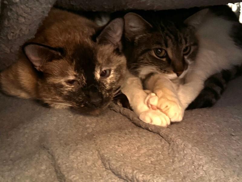 Enlarge Melina, a Adoptable mixed breed in Fort Collins, CO image 2/6