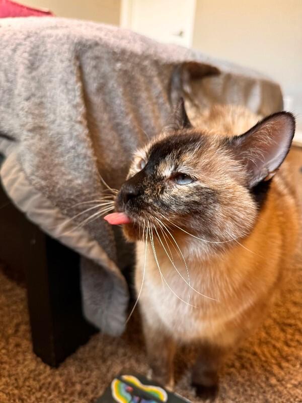 Enlarge Melina, a Adoptable mixed breed in Fort Collins, CO image 3/6