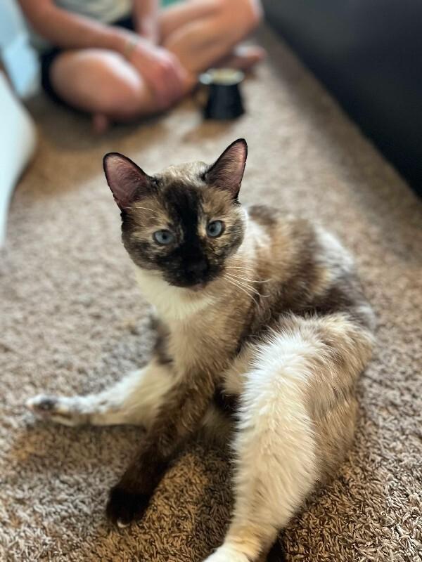 Enlarge Melina, a Adoptable mixed breed in Fort Collins, CO image 4/6