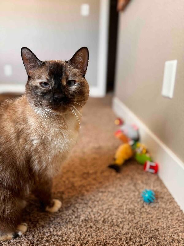 Enlarge Melina, a Adoptable mixed breed in Fort Collins, CO image 5/6