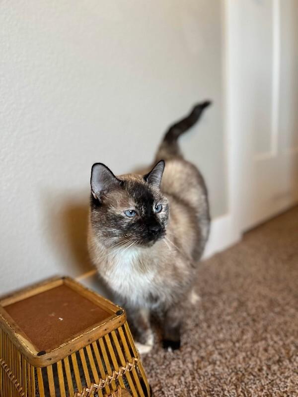 Enlarge Melina, a Adoptable mixed breed in Fort Collins, CO image 6/6