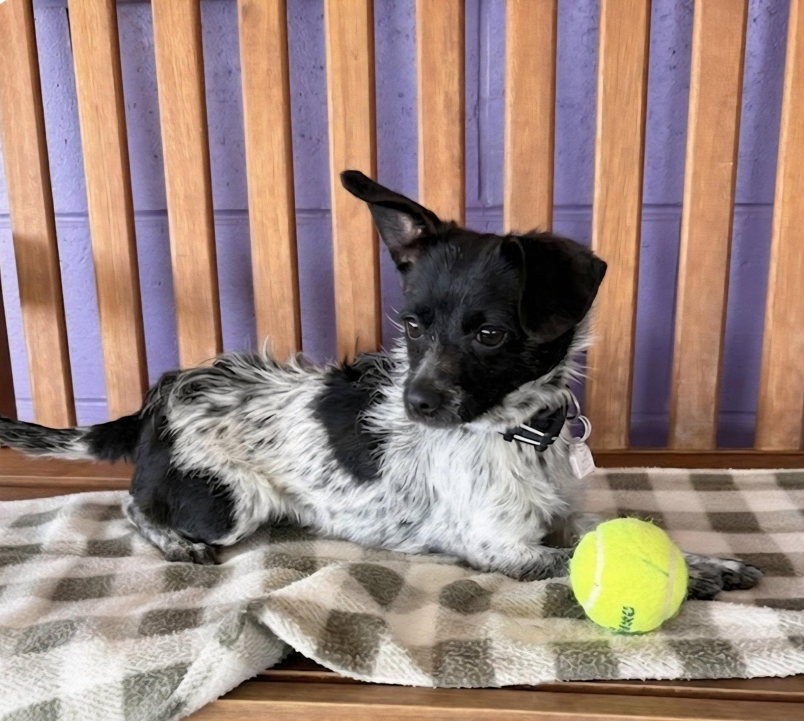 **PASCAL**, Adoptable, Young Male Cairn Terrier.
