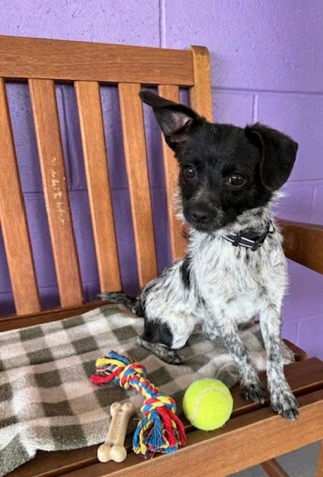 Enlarge **PASCAL**, a Adoptable Cairn Terrier in North Prairie, WI image 2/3