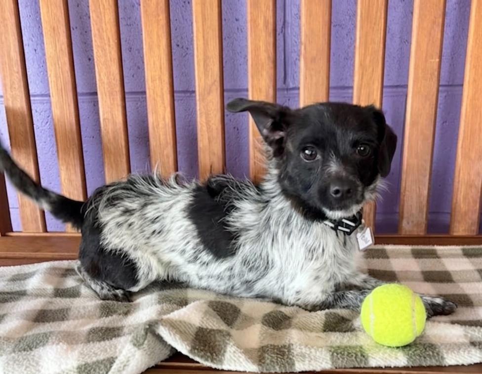 Enlarge **PASCAL**, a Adoptable Cairn Terrier in North Prairie, WI image 3/3