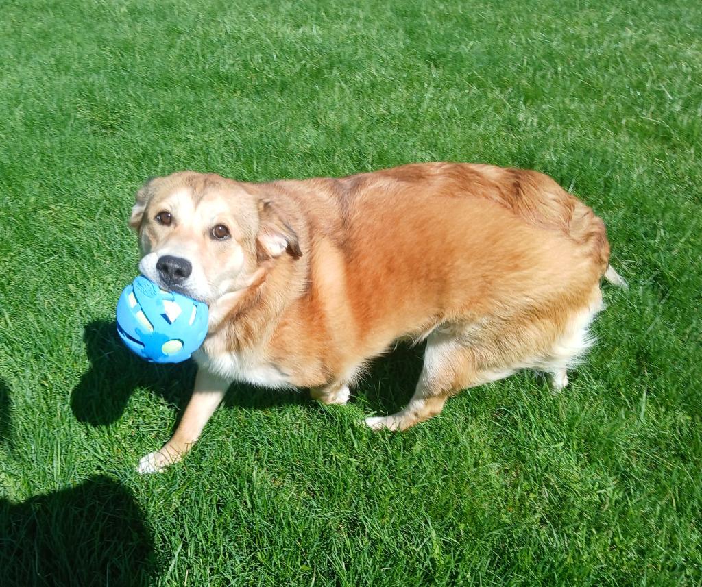 Stella, a Adoptable mixed breed in Ladysmith, WI image 2/4