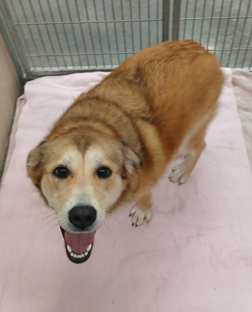 Stella, a Adoptable mixed breed in Ladysmith, WI image 4/4