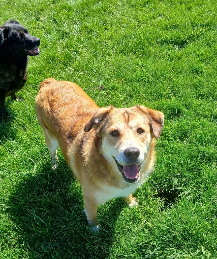 Stella, a Adoptable mixed breed in Ladysmith, WI image 1/4