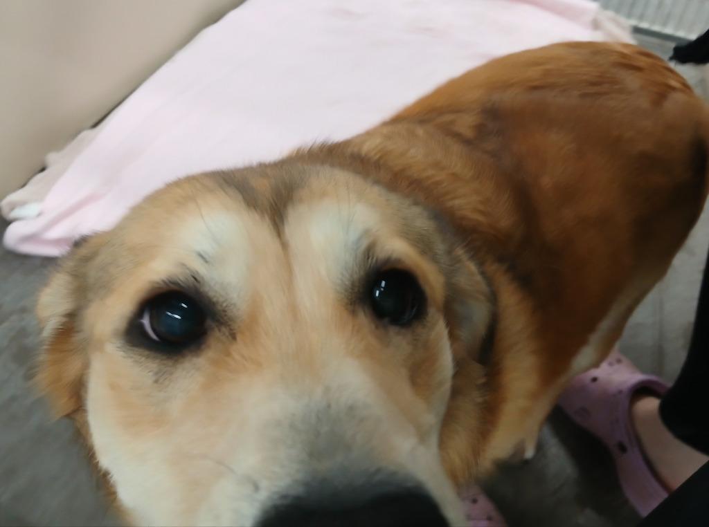 Stella, a Adoptable mixed breed in Ladysmith, WI image 3/4