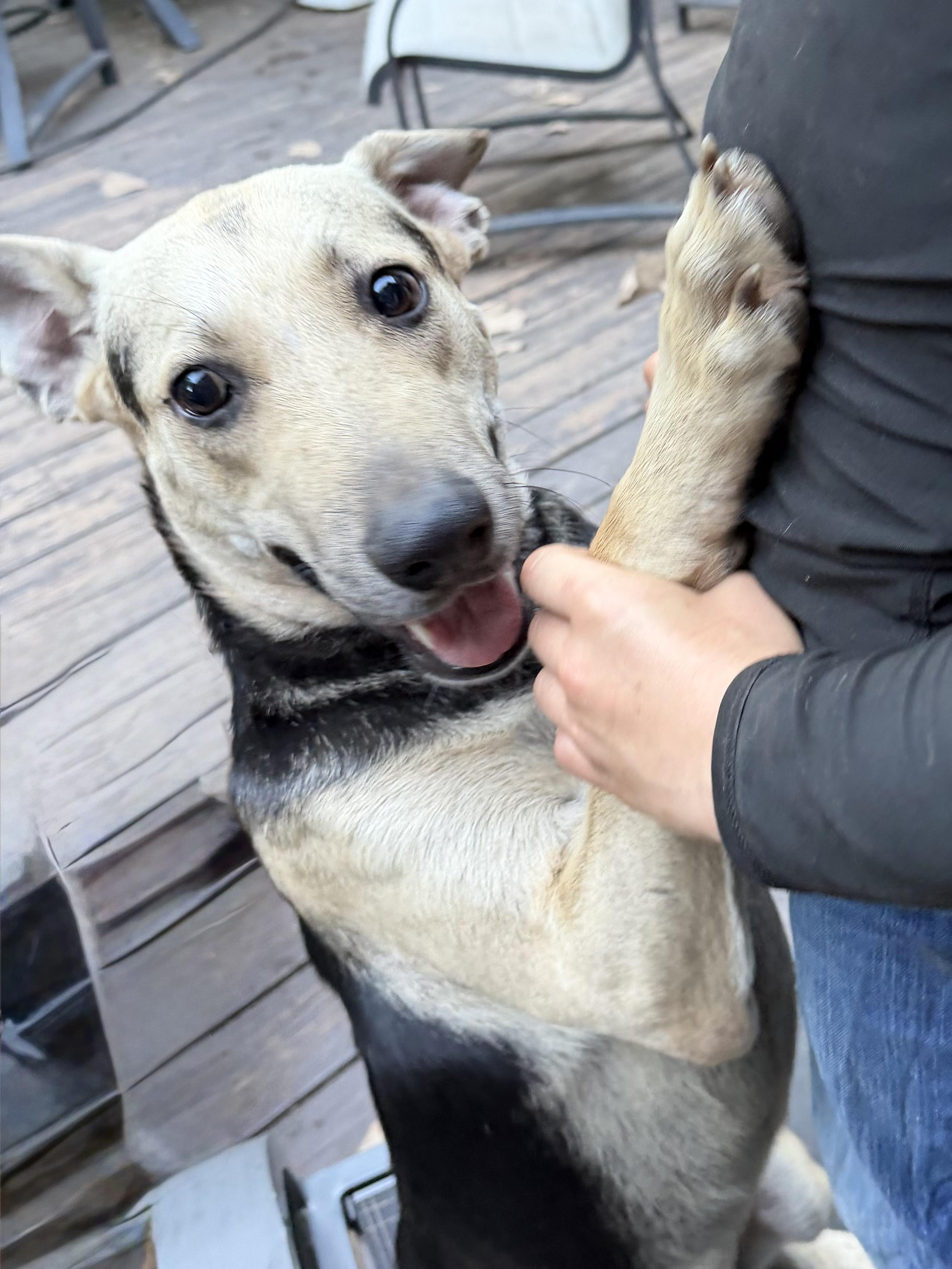 Enlarge Max, a Adoptable mixed breed in Ridgefield, CT image 1/6