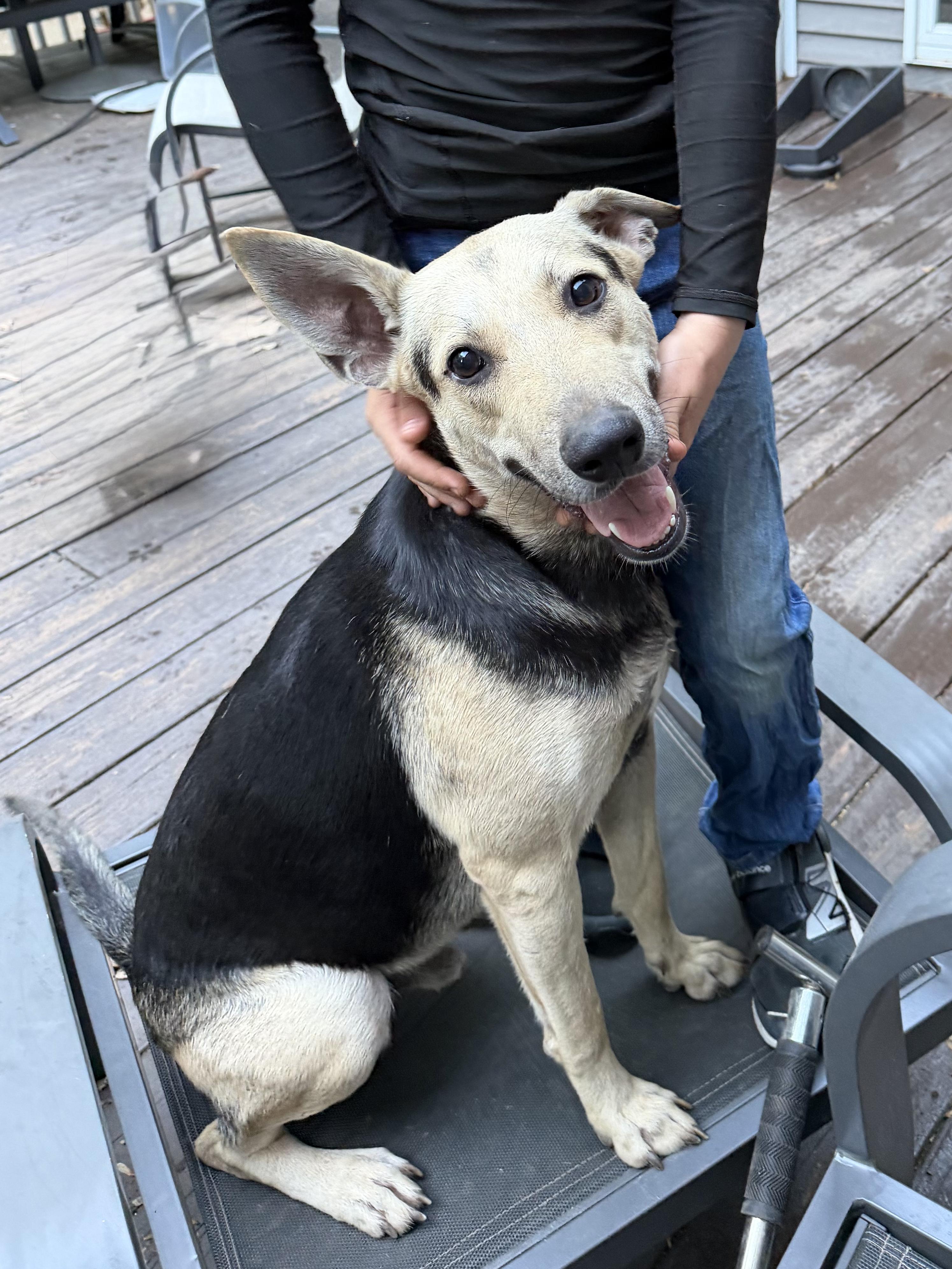 Enlarge Max, a Adoptable mixed breed in Ridgefield, CT image 5/6