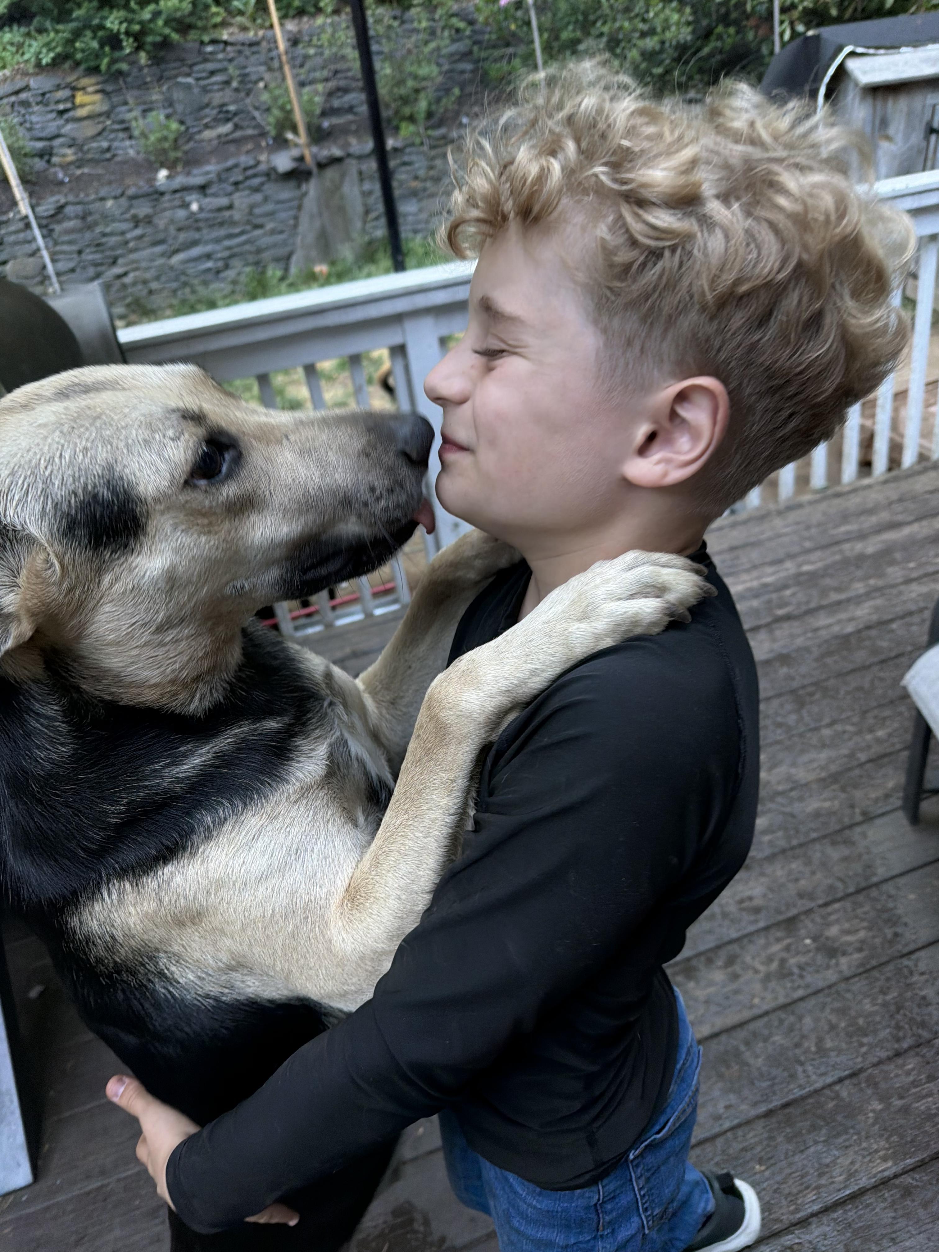 Enlarge Max, a Adoptable mixed breed in Ridgefield, CT image 4/6