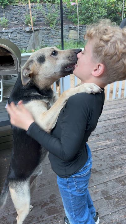 Enlarge Max, a Adoptable mixed breed in Ridgefield, CT video 2/6