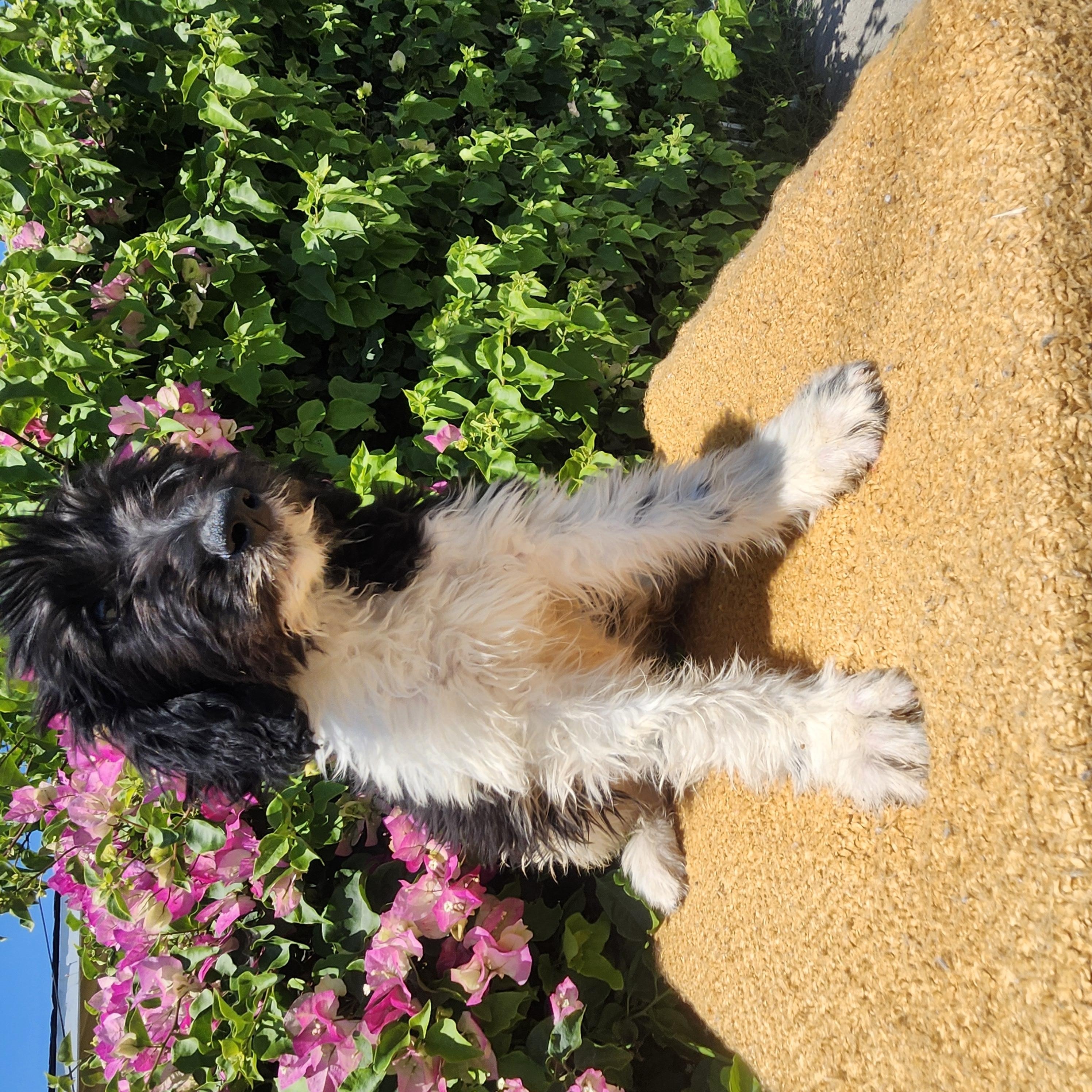 Twix, an adoptable Goldendoodle in Torrance, CA, 90505 | Photo Image 3