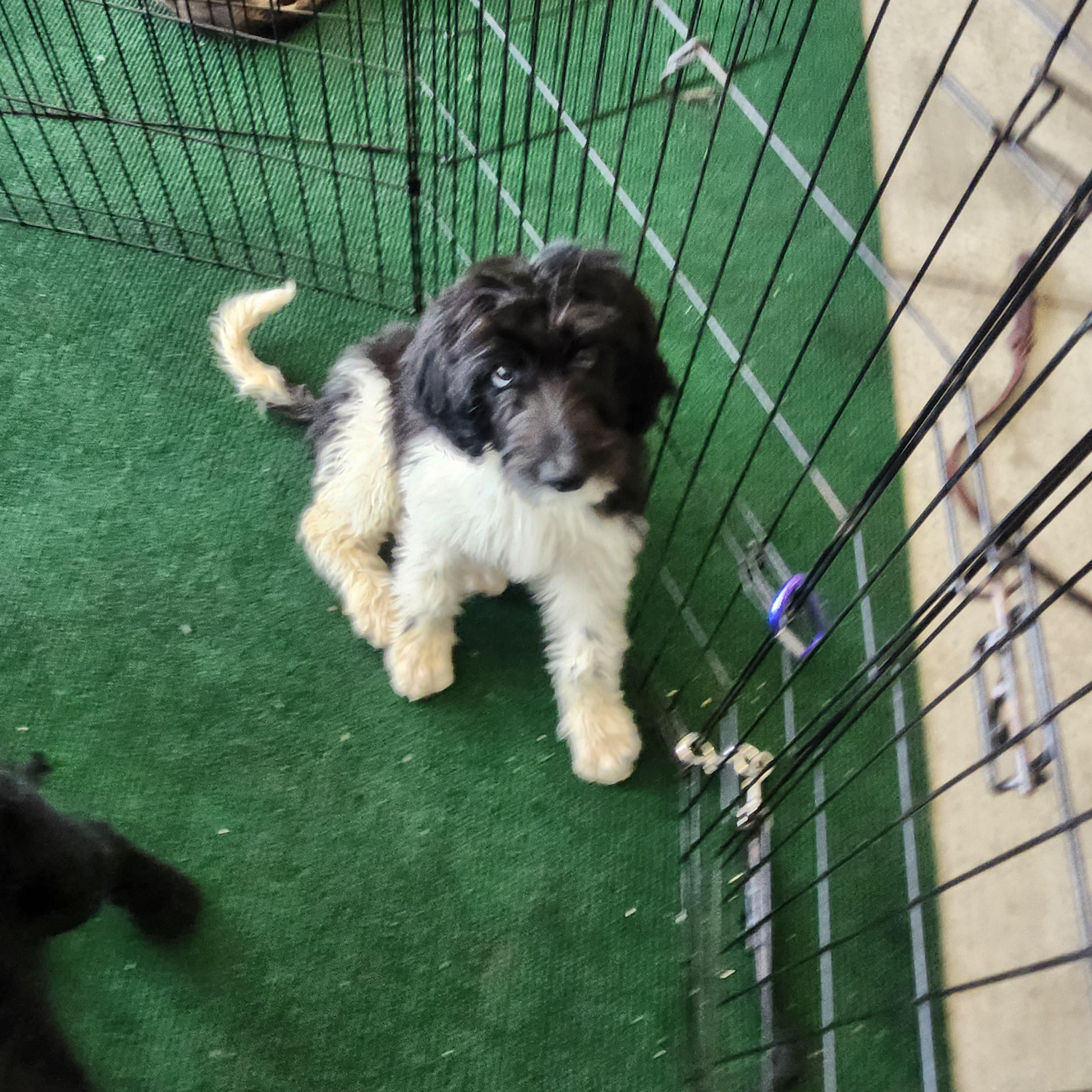 Twix, an adoptable Goldendoodle in Torrance, CA, 90505 | Photo Image 4