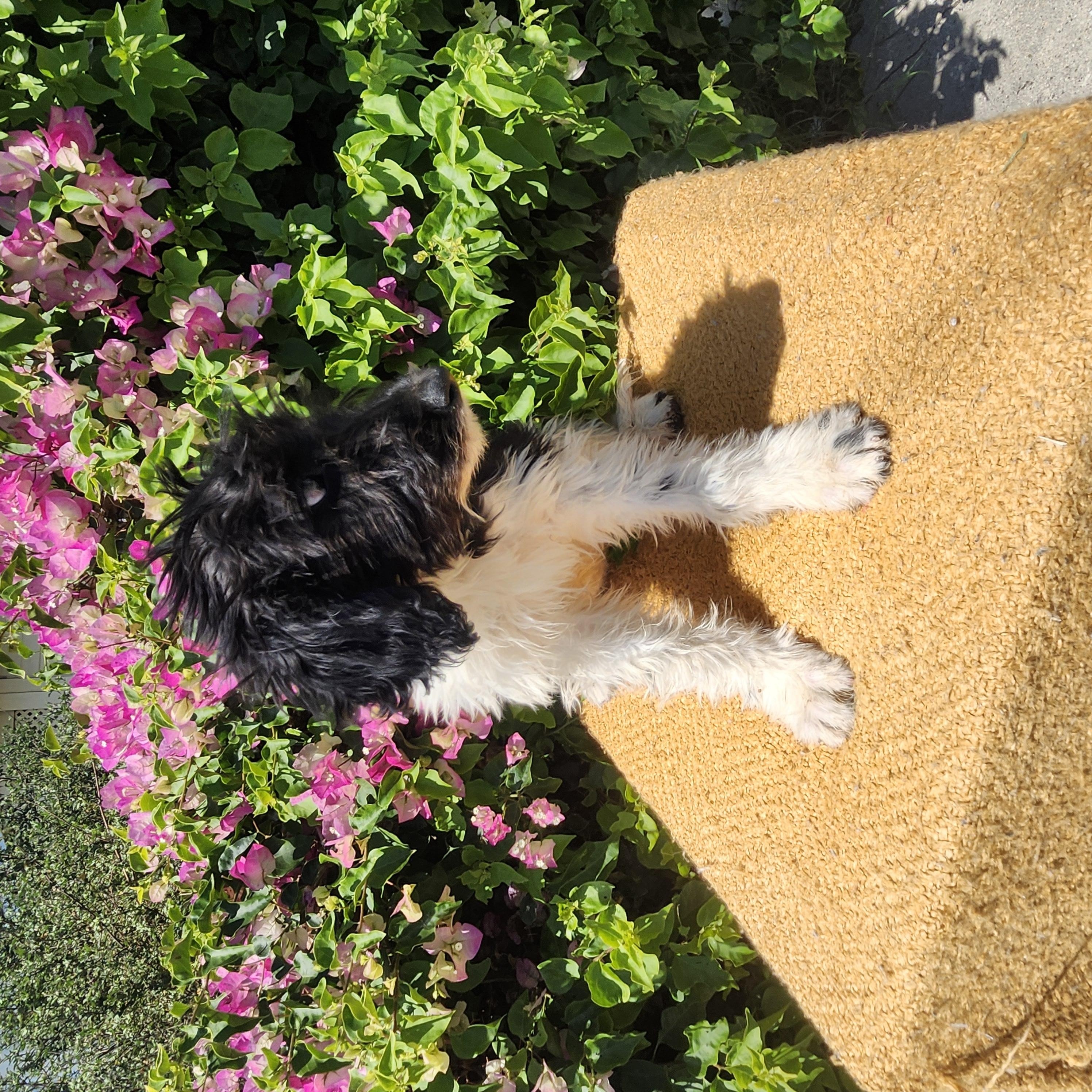 Twix, an adoptable Goldendoodle in Torrance, CA, 90505 | Photo Image 2