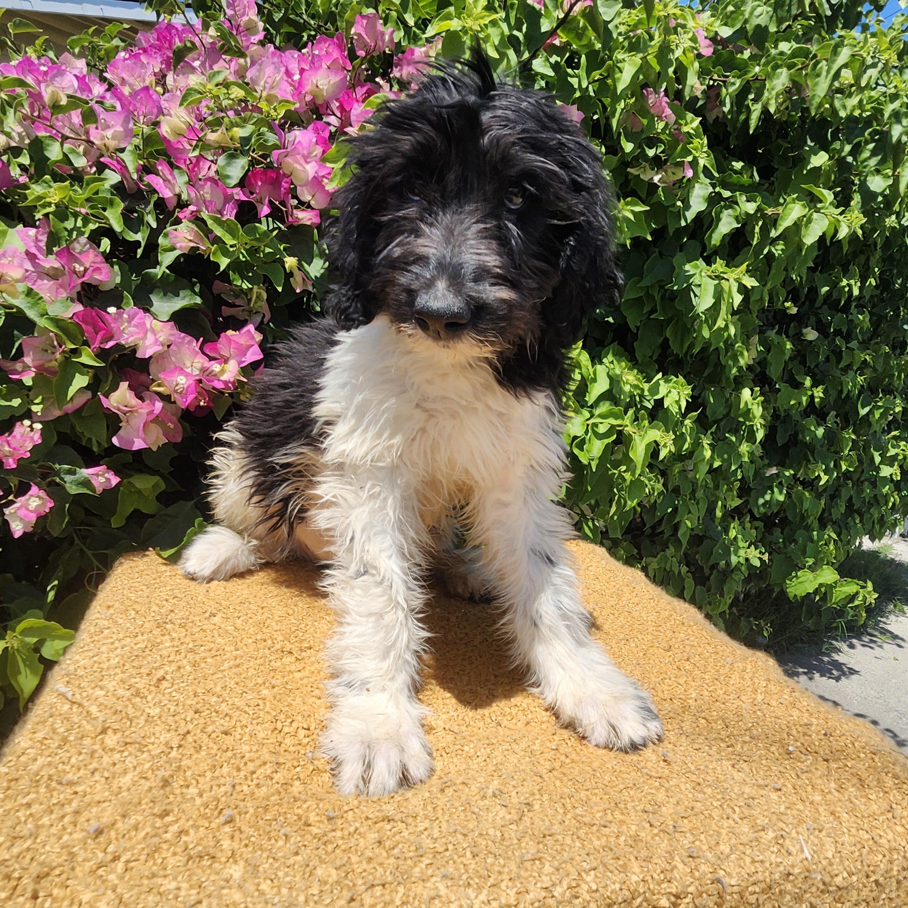 Twix, an adoptable Goldendoodle in Torrance, CA, 90505 | Photo Image 1