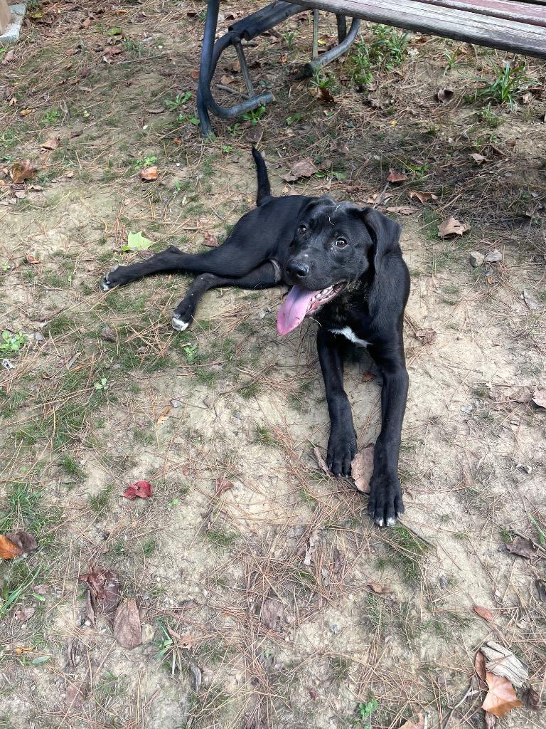 Oscar, Adoptable, Young Male Labrador Retriever & Cane Corso.