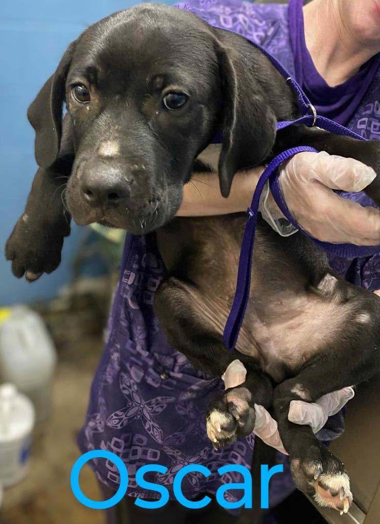 Enlarge Oscar, a Adoptable mixed breed in Mena, AR image 3/5