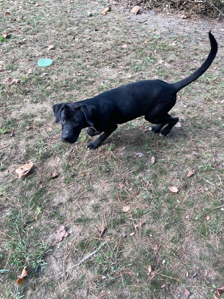 Enlarge Oscar, a Adoptable mixed breed in Mena, AR image 4/5