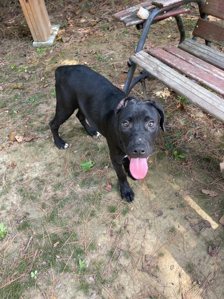 Enlarge Oscar, a Adopted mixed breed in Mena, AR image 3/5