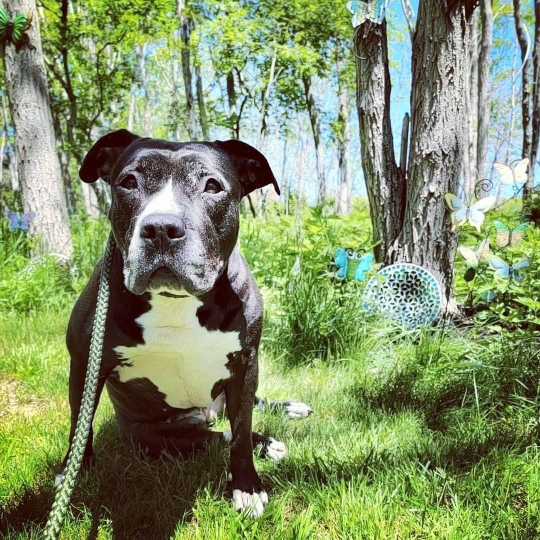 Betty Boop, a Adoptable mixed breed in Smithtown, NY image 1/12