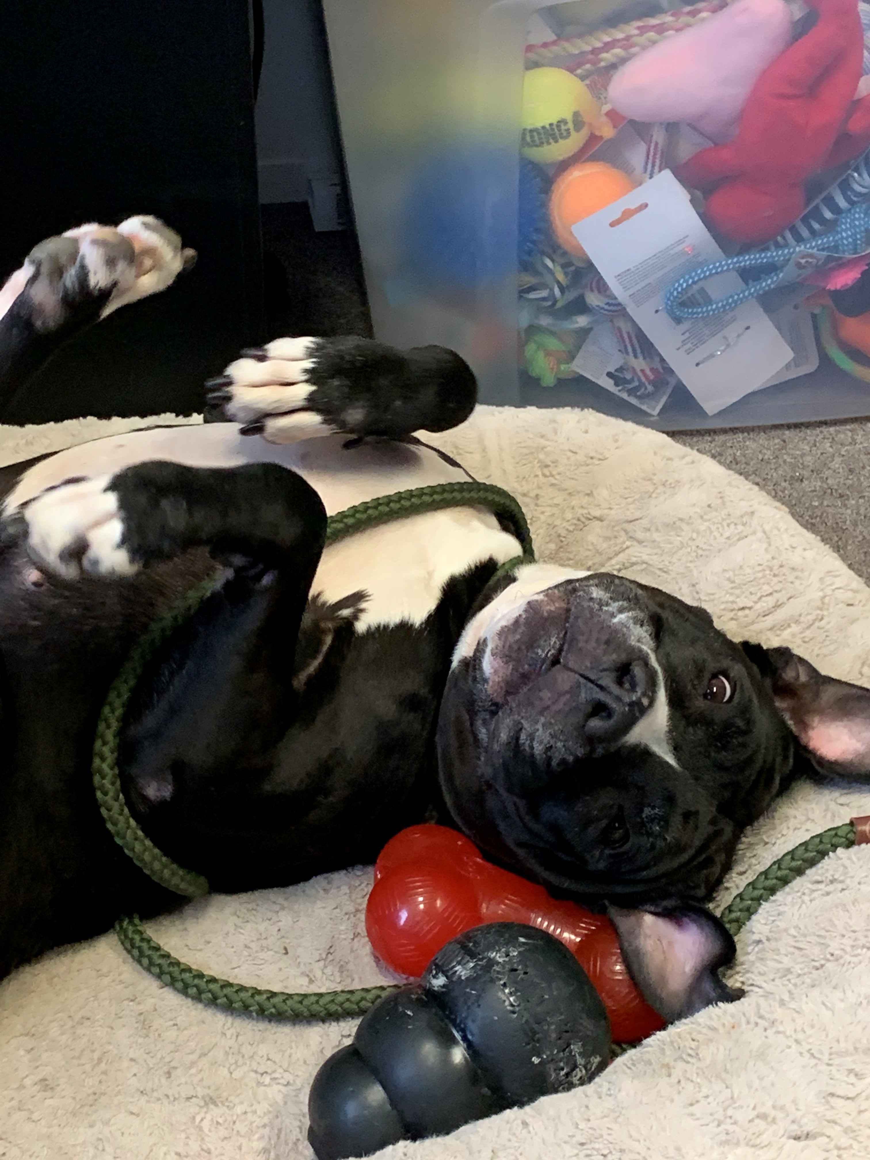 Betty Boop, a Adoptable mixed breed in Smithtown, NY image 2/12