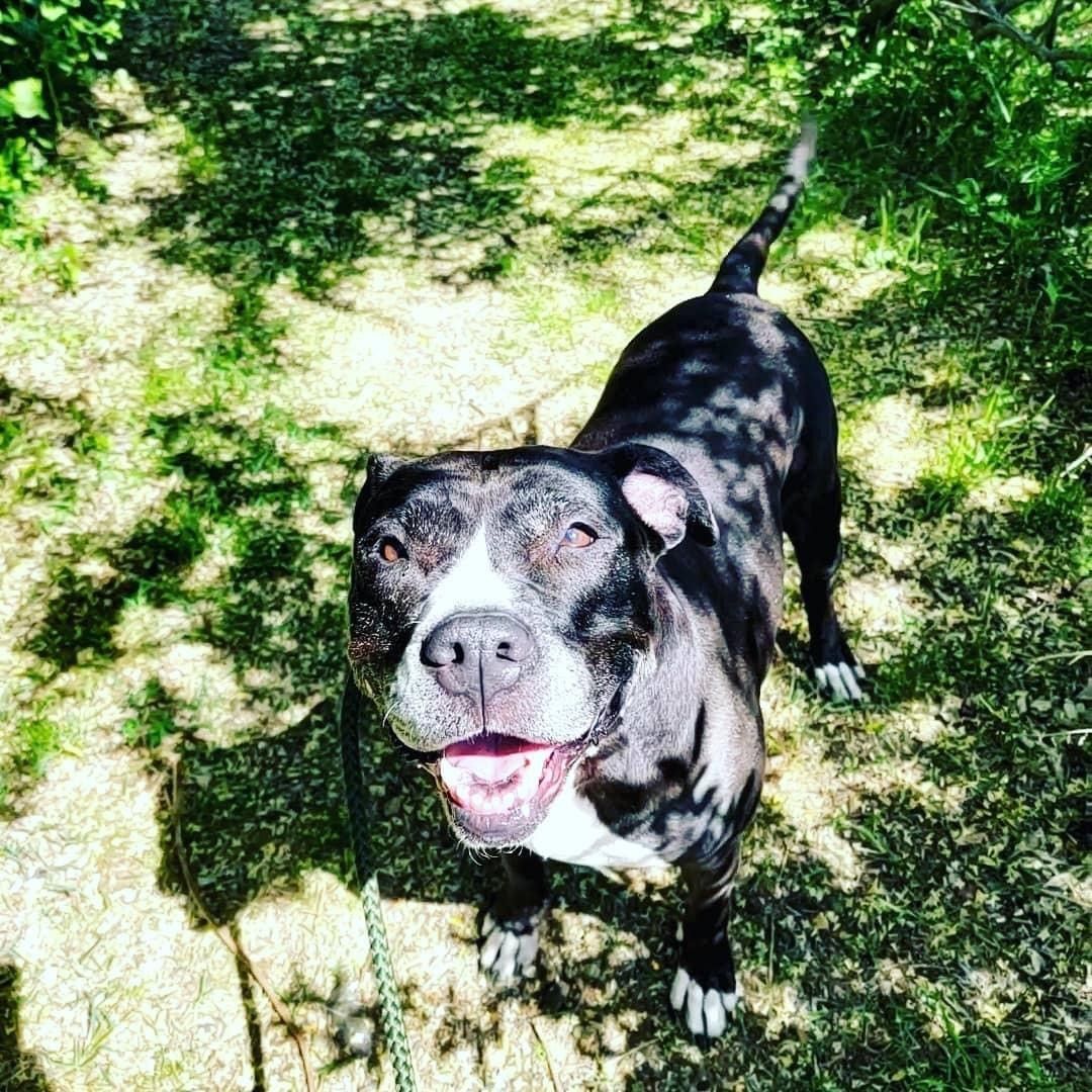 Betty Boop, a Adoptable mixed breed in Smithtown, NY image 3/12