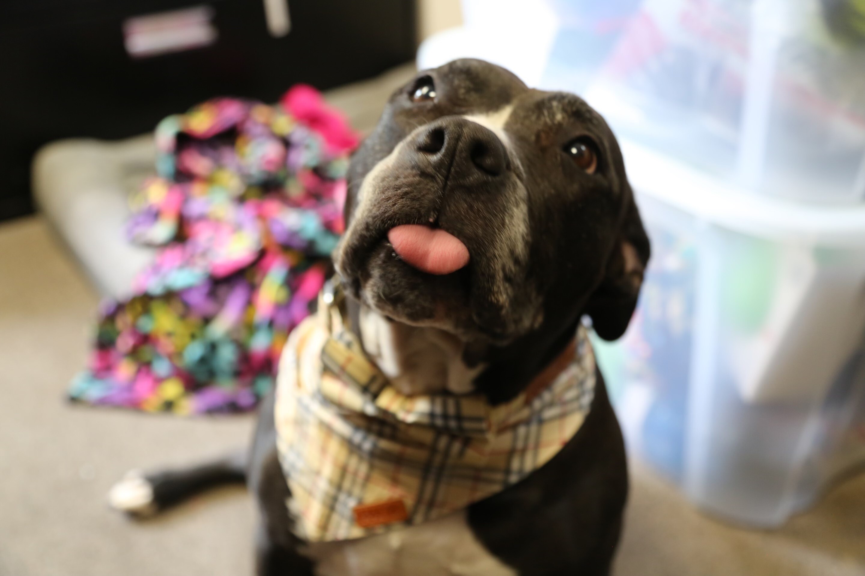 Betty Boop, a Adoptable mixed breed in Smithtown, NY image 5/12