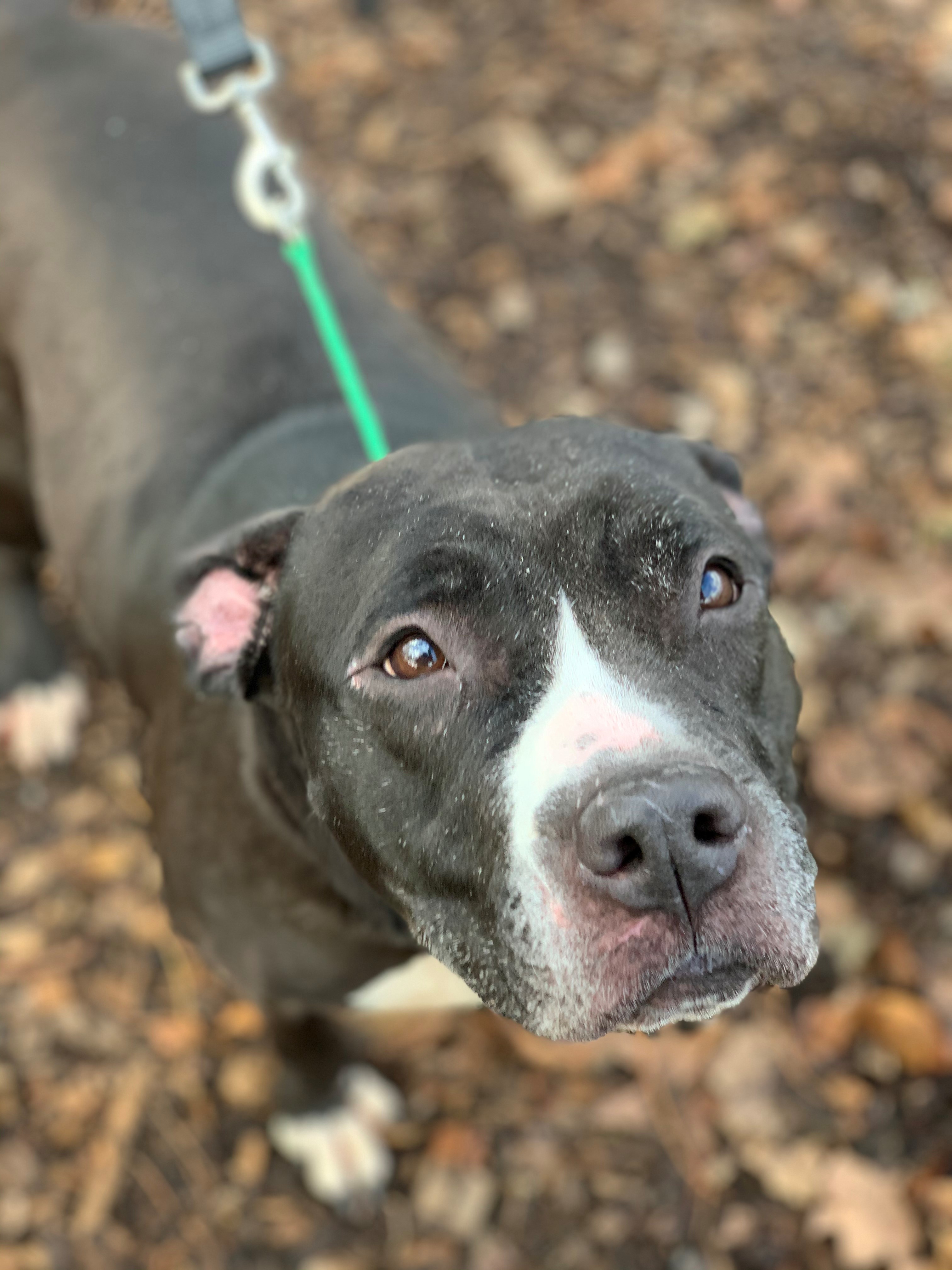 Betty Boop, a Adoptable mixed breed in Smithtown, NY image 6/12