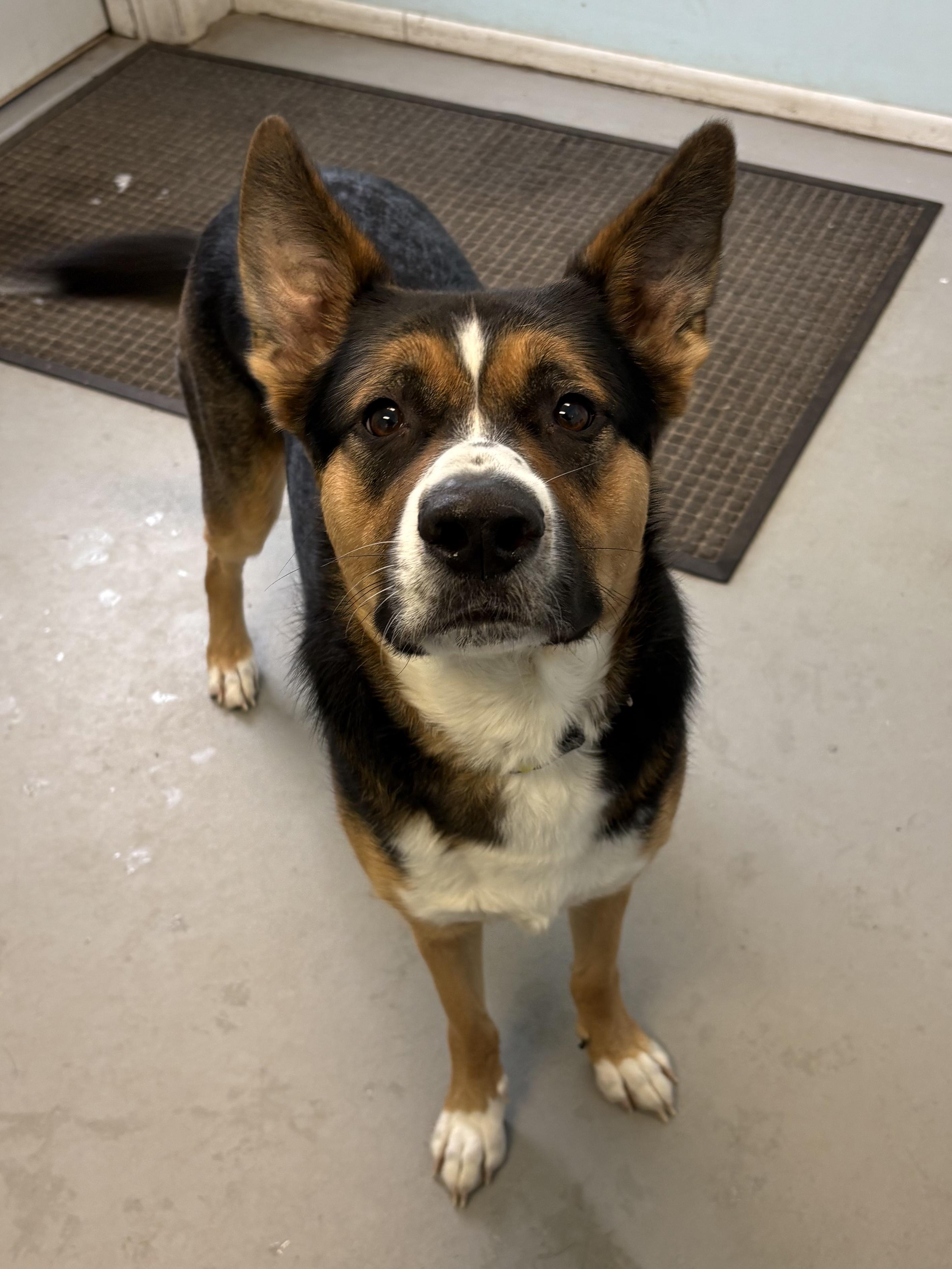 Hooper, a ADOPTABLE Mixed Breed in Big Rapids, MI image 1/2