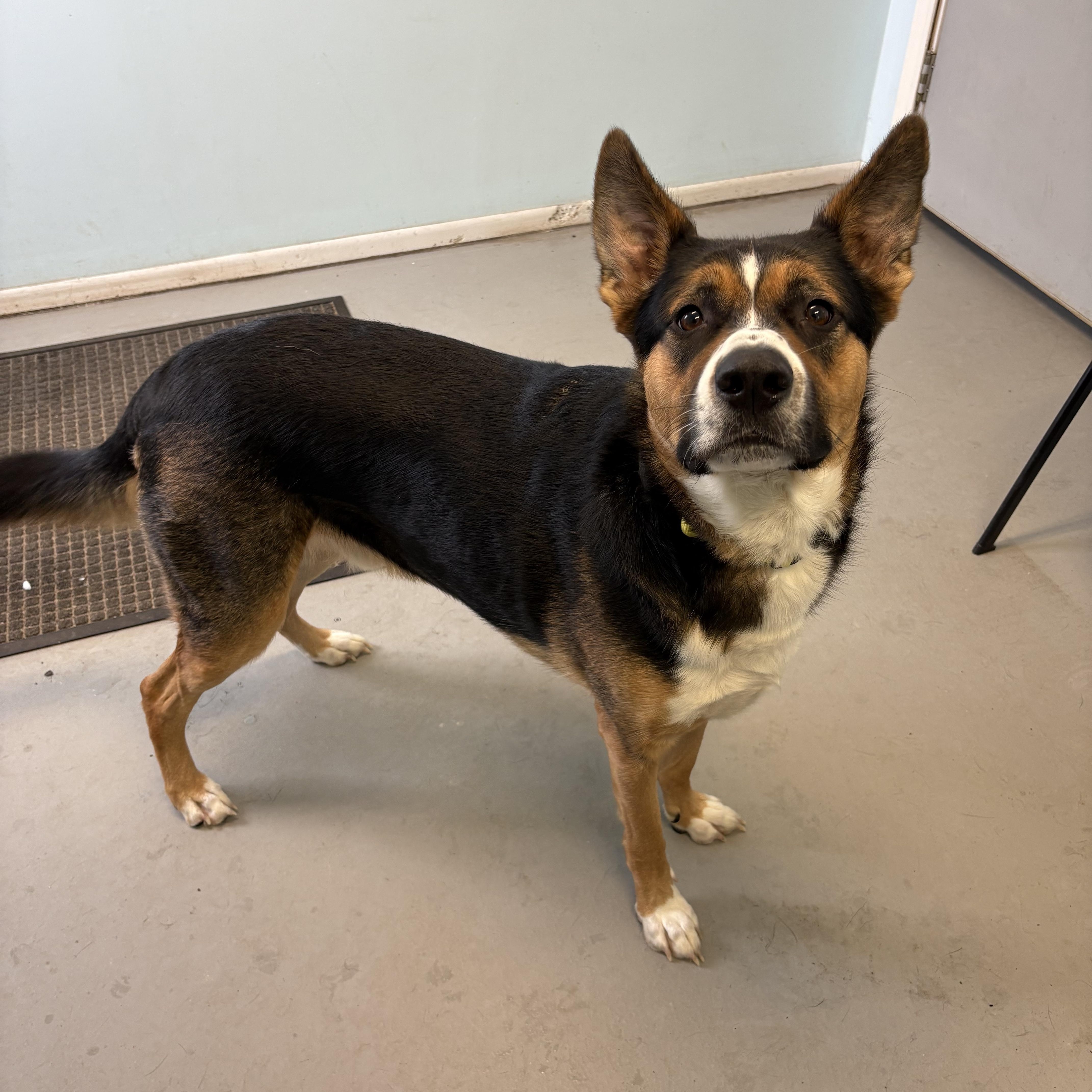 Hooper, a ADOPTABLE Mixed Breed in Big Rapids, MI image 2/2