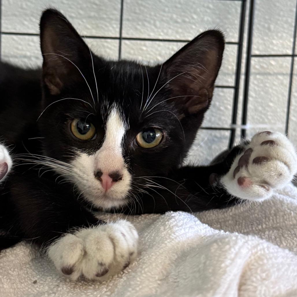Adios, Adoptable, Kitten Male Domestic Short Hair.
