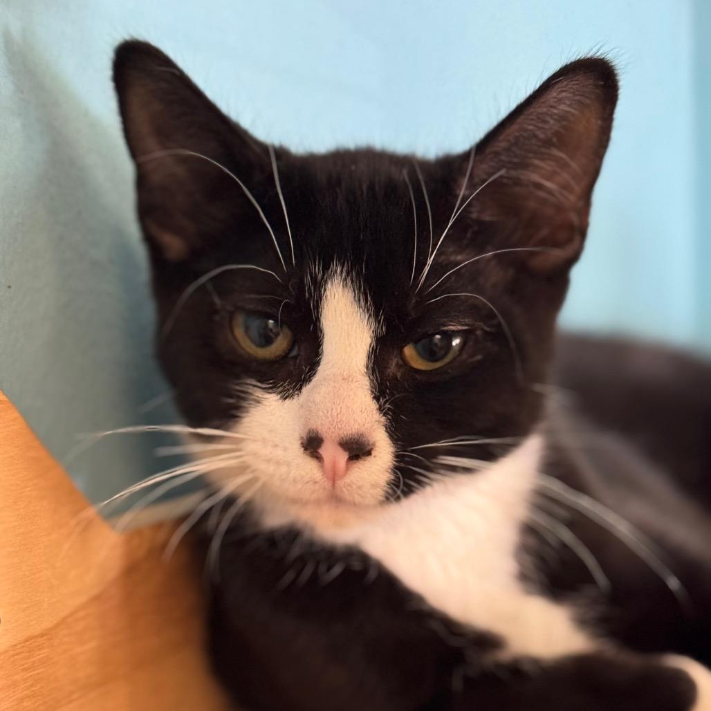 Enlarge Adios, a Adoptable Domestic Short Hair in Decatur, GA image 2/3