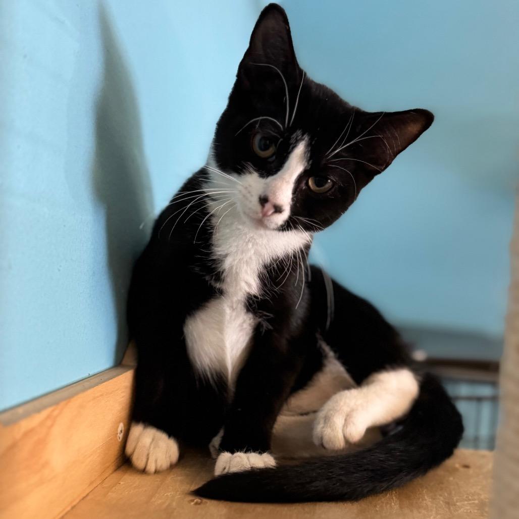 Enlarge Adios, a Adoptable Domestic Short Hair in Decatur, GA image 3/3
