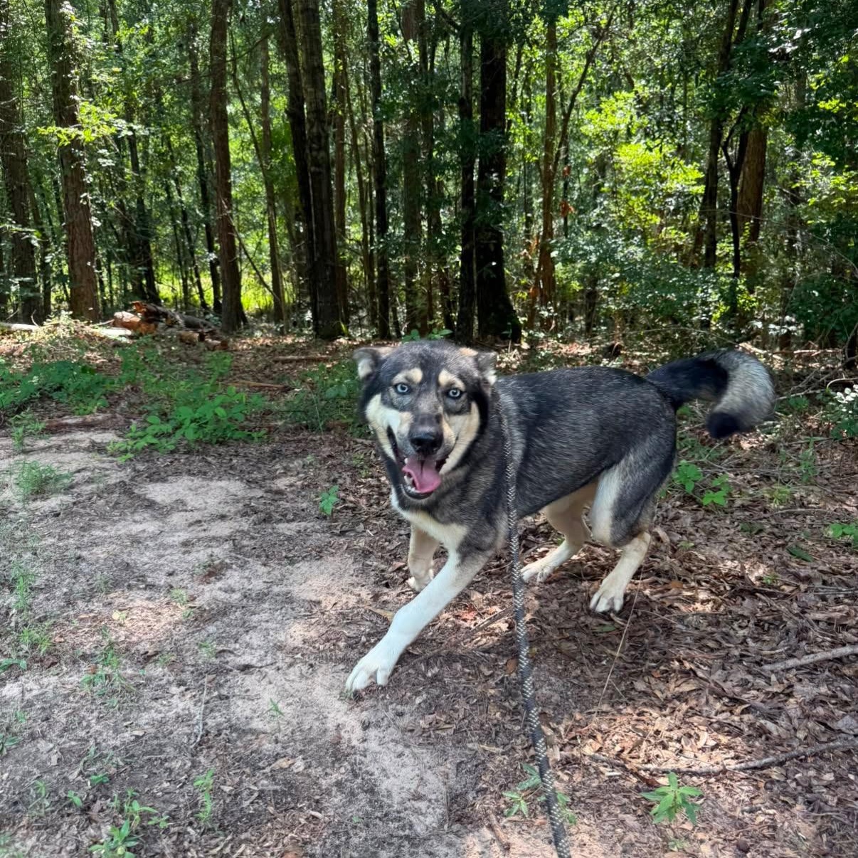 Enlarge TAZ, a Adoptable mixed breed in Fosters, AL image 2/6