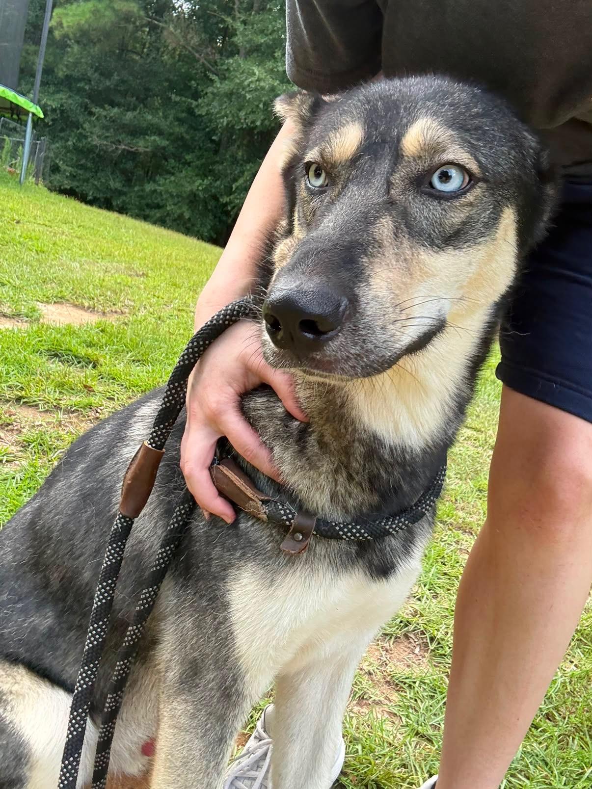 Enlarge TAZ, a Adoptable mixed breed in Fosters, AL image 6/6