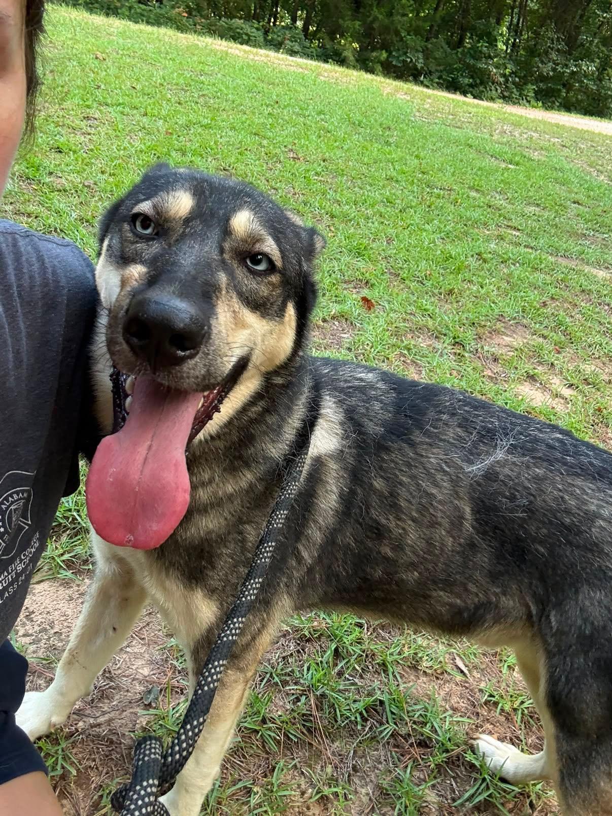 Enlarge TAZ, a Adoptable mixed breed in Fosters, AL image 4/6